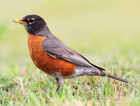american robin: a New World passerine bird; Turdus migratorius