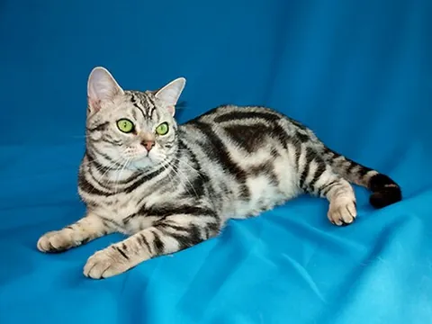 american shorthair: a large, short-haired domestic cat breed originating in the United States