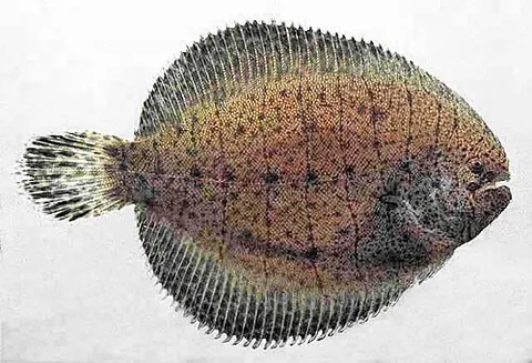 american sole: any member of the family Achiridae of flatfish occurring in both freshwater and marine environments...