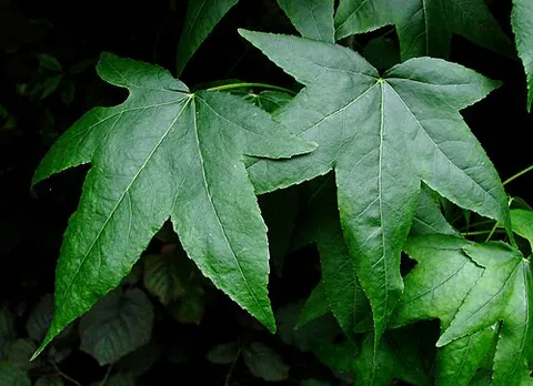 american sweetgum: a deciduous tree native to warm temperate areas of eastern North America, Liquidambar styraciflua