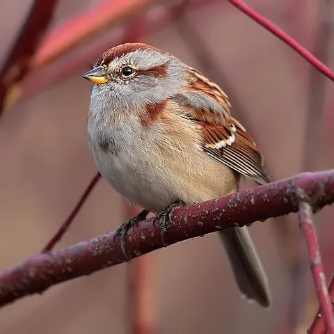 american tree sparrow: spizelloides arborea, a passerine bird in the passerine family Passerellidae