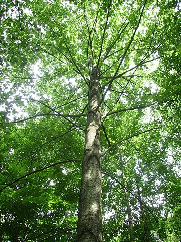 american tulip tree: liriodendron tulipifera
