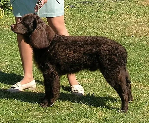 american water spaniel: a breed of medium-sized spaniel with a double-layered coat in various shades of brown, which...