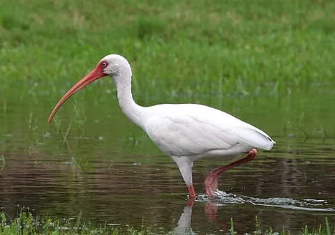 american white ibis: a wading bird of species Eudocimus albus, in family Threskiornithidae of ibises, which occurs along...