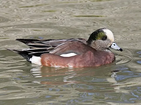 american wigeon: a species of duck, Anas americana