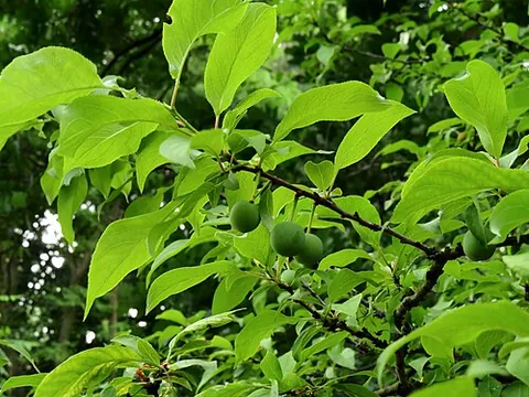 american wild plum: any tree of the species Prunus americana, native to eastern North America, or its fruit