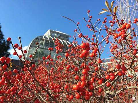 american winterberry: ilex verticillata, a species of holly native to eastern North America in the United States and...