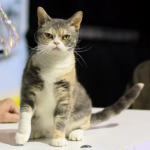 american wirehair: a large domestic cat of a breed with hard, wiry fur and crinkly whiskers, originating in the United...