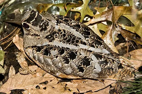american woodcock: a North American shorebird, Scolopax minor