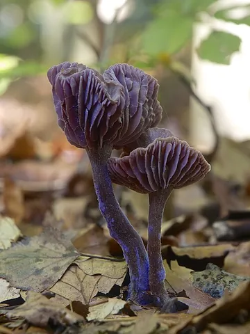amethyst deceiver: laccaria amethystina, a small brightly-coloured edible mushroom