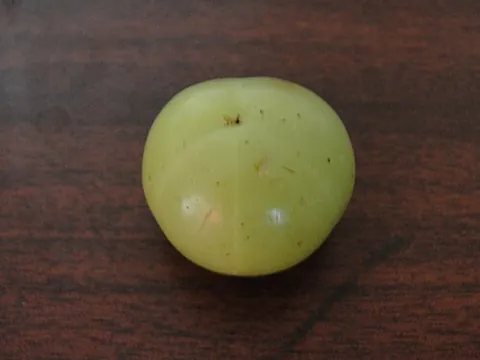 amla: phyllanthus emblica, a deciduous tree