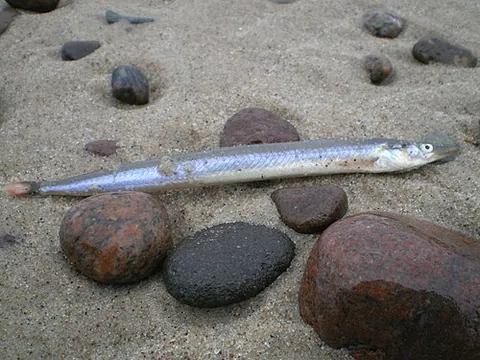 ammodyte: one of the genus Ammodytes of fishes; the sand eel