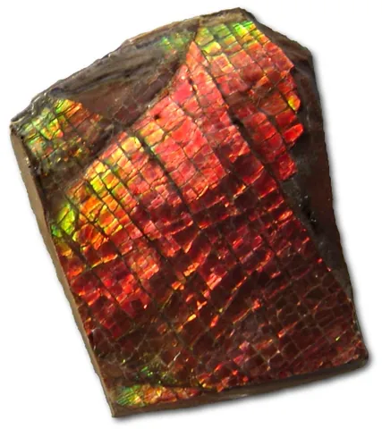 ammolite: a rare and valuable opal-like gemstone, made of the fossilized shells of ammonites