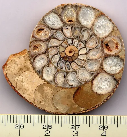 ammonite: any of an extinct group of cephalopods of the subclass Ammonoidea; a fossil shell of such an animal