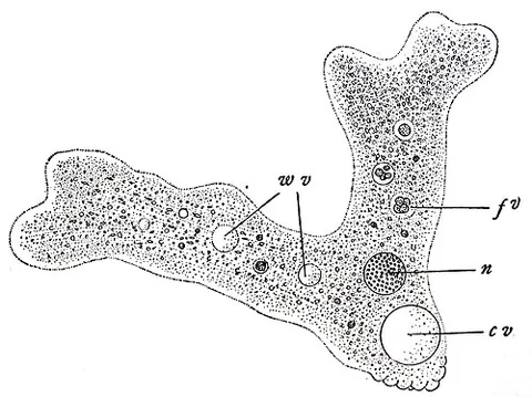 amoeba: a member of the genus Amoeba of unicellular protozoa that moves by means of temporary projections...