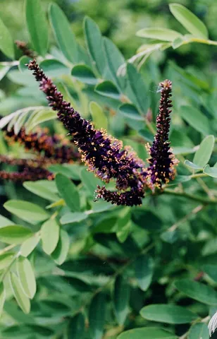 amorpha: any species of the genus Amorpha of leguminous shrubs
