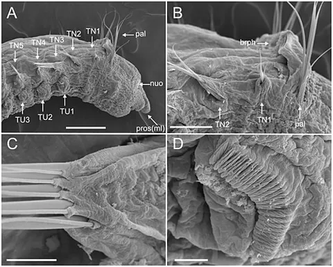ampharetid: any polychete in the family Ampharetidae