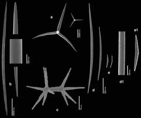 amphiaster: a structure formed in mitosis, consisting of two asters connected by a spindle-shaped bundle of...