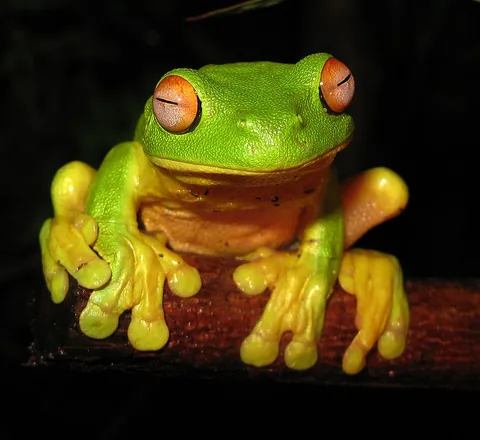 amphibia: the amphibians