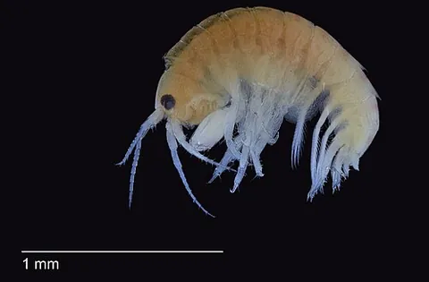 amphipod: any species of the taxonomic order Amphipoda of small, shrimp-like crustaceans