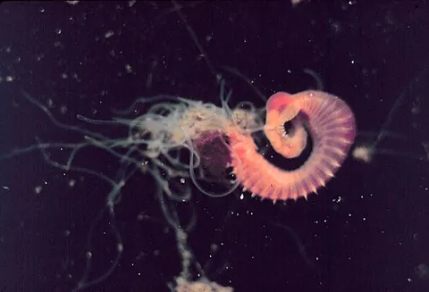 amphitrite: any polychaete worm of the genus Amphitrite
