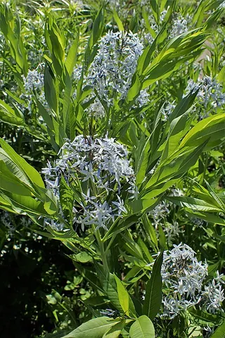 amsonia: any member of the genus Amsonia of flowering plants; a bluestar
