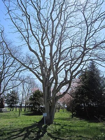 amur cork tree: a large Asian tree (Phellodendron amurense), with corky bark, grown ornamentally in colder climates...