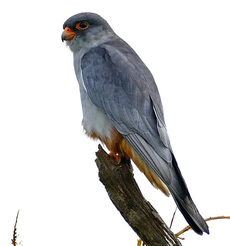amur falcon: falco amurensis, a small raptor of the falcon family