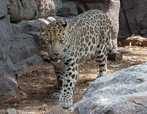 amur leopard: a wild feline predator, of species Panthera pardus orientalis, native to the mountainous areas of...