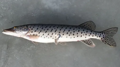 amur pike: a species of pike fish, Esox reichertii, native to the Amur River system in east Asia, as well as...