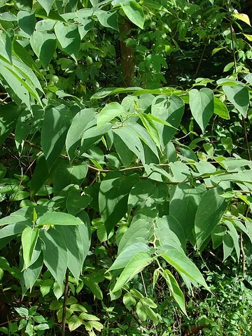 anabiong: the flowering tree Trema orientale