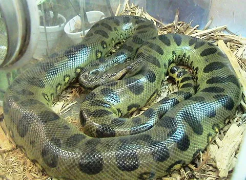 anaconda: any large nonvenomous snake of the genus Eunectes, found mainly in northern South America
