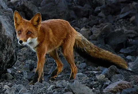 anadyr fox: a red fox of subspecies Vulpes vulpes beringiana, endemic to the far east of Russia