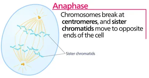 anaphase: the stage of mitosis and meiosis during which the chromosomes separate, the chromatid moving to...