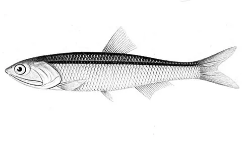 anchoveta: an anchovy of species Engraulis ringens, from the southern Pacific