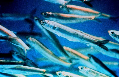 anchovy: any small saltwater fish of the Engraulidae family, consisting of 160 species in sixteen genera,...