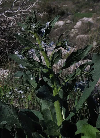 anchusa: any plant of the genus Anchusa (within family Boraginaceae) of rough and hairy Old World herbs with...