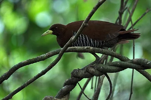 andaman crake: rallina canningi, a species of crake bird native to the Andaman Islands of the Indian Ocean
