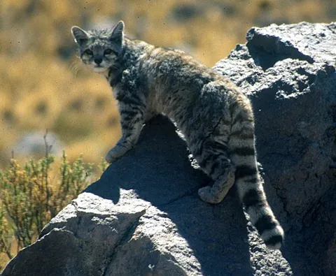 andean cat: a species of cat, Leopardus jacobitus, that lives in the Andes