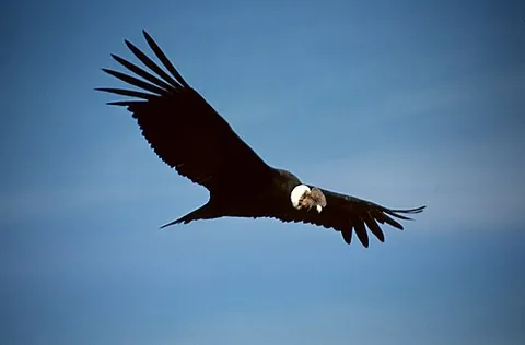 andean condor: a South American bird in the New World vulture family Cathartidae, Vultur gryphus
