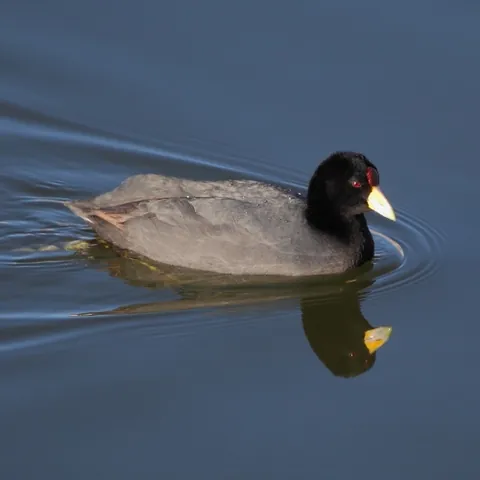 andean coot: a bird of species Fulica ardesiaca