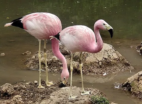 andean flamingo: a species of flamingo, Phoenicopterus andinus, native to the Andes of Chile