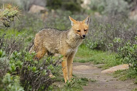 andean fox: synonym of culpeo (“A canid native to the Andes region of South America”)