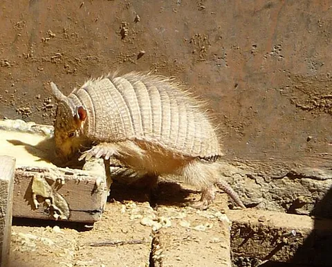 andean hairy armadillo: a species of armadillo, Chaetophractus nationi, found in western Bolivia and adjacent areas of...