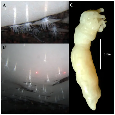 andrill anemone: edwardsiella andrillae, a sea anemone of the family Edwardsiidae, found in the ice of the Ross Ice...