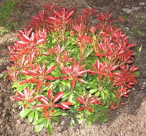andromeda: any shrub of the genus Pieris (family Ericaceae), having leathery leaves and small flowers