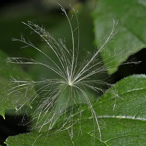 anemochory: the dispersal of seeds, spores, or fruit by wind
