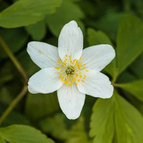 anemone: any plant of the genus Anemone, of the Ranunculaceae (or buttercup) family, such as the windflower