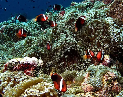 anemonefish: any of the clownfish, principally in the Amphiprion genus