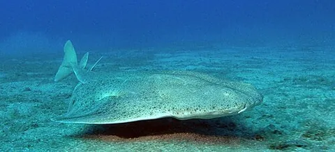 angel shark: a member of the unusual genus Squatina of sharks with flattened bodies and broad pectoral fins...
